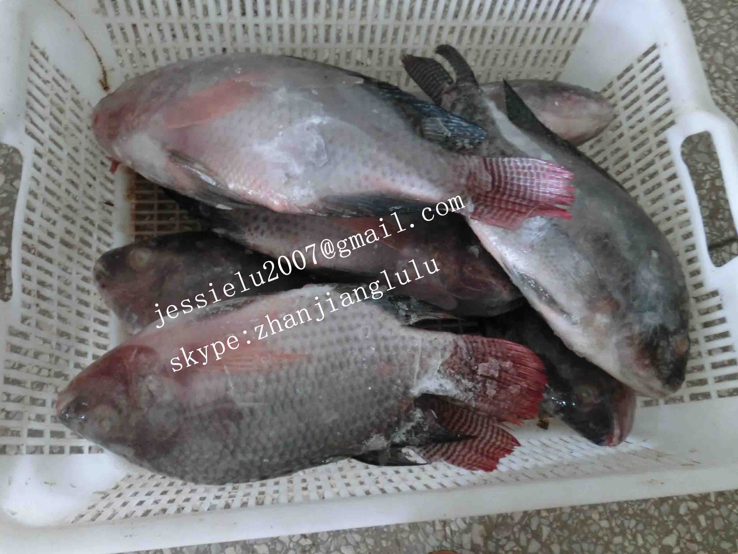 tilapia,catfish,red pomfret