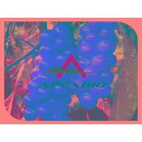 Sell Schisandra Chinensis Extract Powder