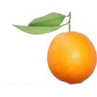Sell Fresh Orange