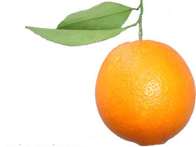 Sell Fresh Orange