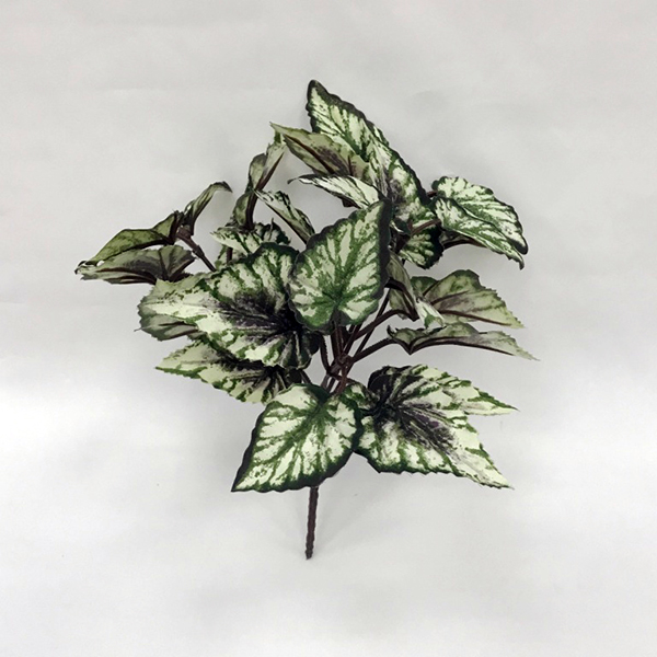 Begonia Foliage Bush x 5