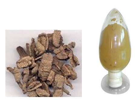 morinda officinalis polysaccharides