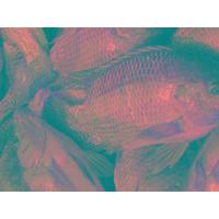 Tilapia
