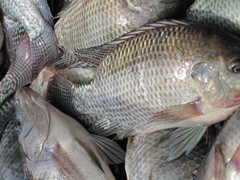 Tilapia