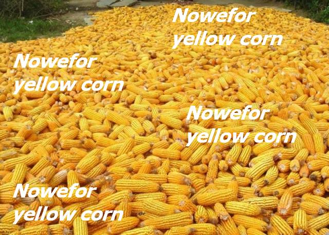 Best Quality Yellow Corn From Cameroon Ready For Export.