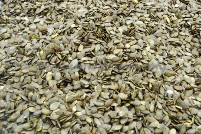 Sell Stock Up For Every Occasion With The Best Selection Of Pumpkin Seeds.