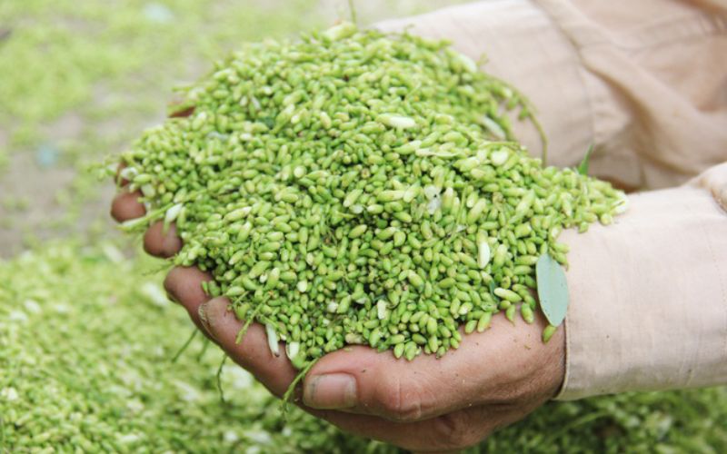 Flos Sophorae Japonicae