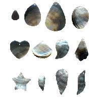 Black lip shell