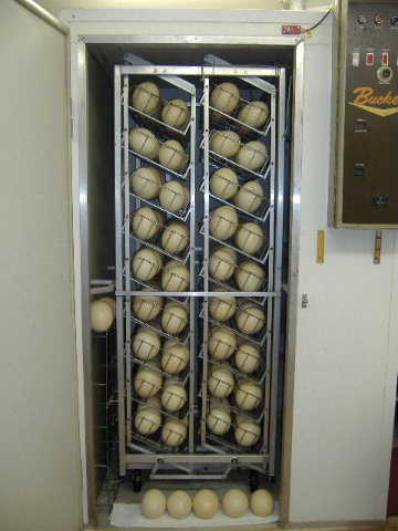 Sell Fertile And Fresh Hatching Ostrich And Parrots Eggs