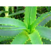 Aloevera Plant
