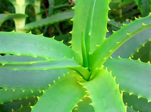 Aloevera Plant