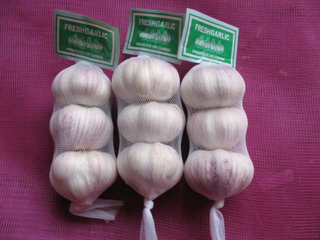Best Quality Chinese Fresh Garlic