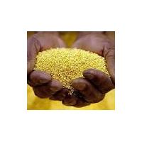 Trade In Gold Powder And Ingot 22k +