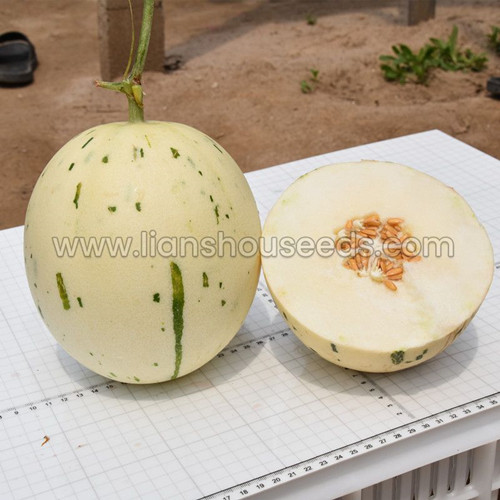 M1920 Round Sweet Muskmelon Variety