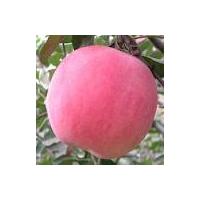 Sell Fresh Fuji Apple