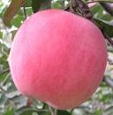 Sell Fresh Fuji Apple