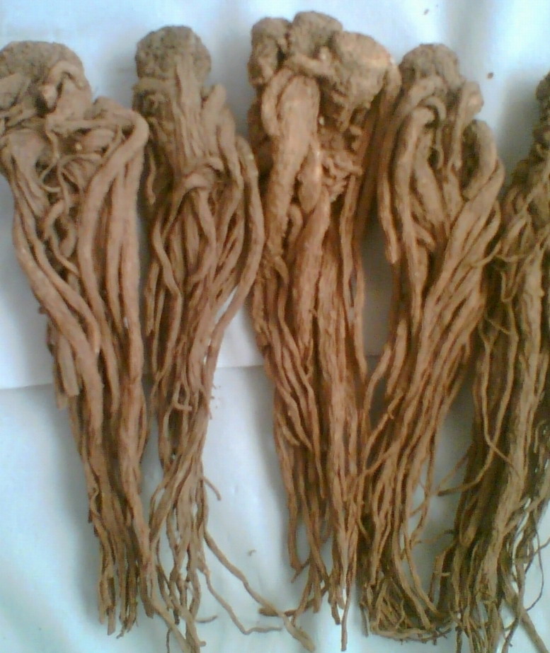 Supply Angelica Extract Powder