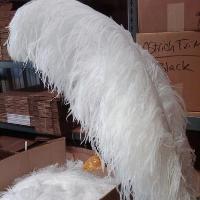 Sell ostrich feathers