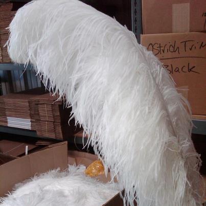 Sell ostrich feathers