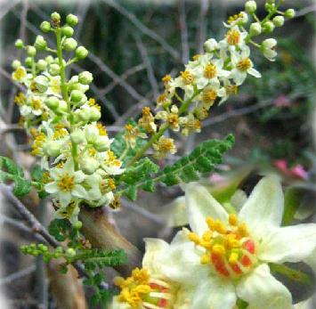 Frankincense Oil By Co2