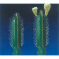 Sell Cactus Light