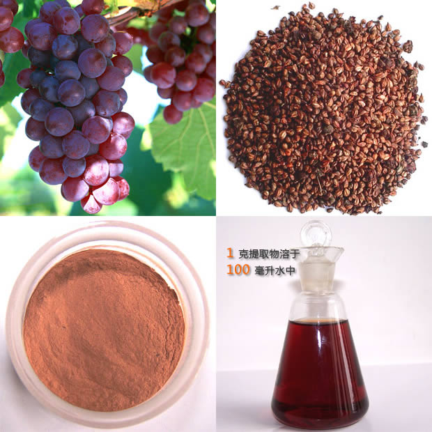 Grape Seed Powder Extract 95% Polyphenols (95% Opc) With Uv-vis(daisy@nutra-max.com)