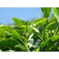 Green Tea Extract L- Theanine(hplc)