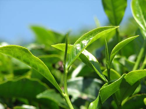 Green Tea Extract L- Theanine(hplc)