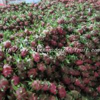 Fresh Dragon Fruit