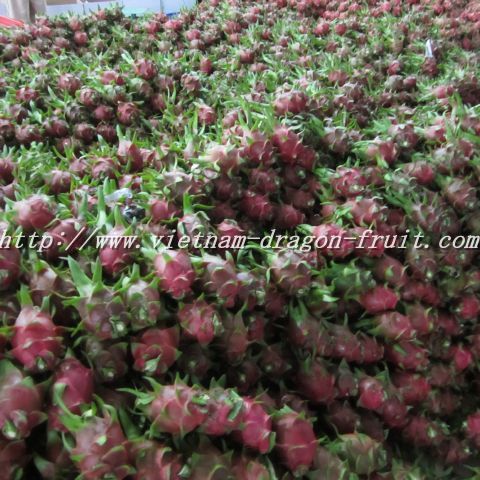 Fresh Dragon Fruit
