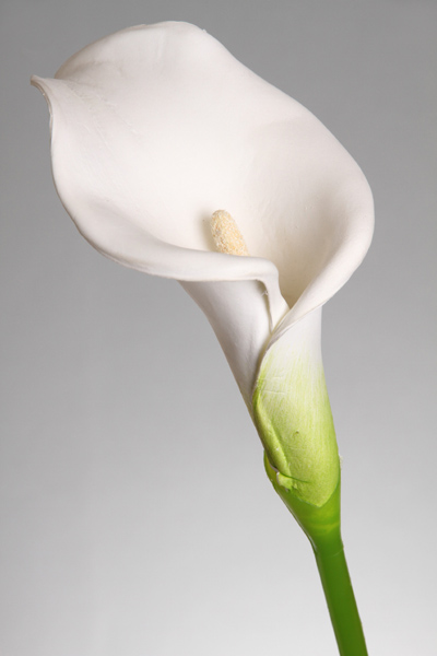 CALLA LILY(L)