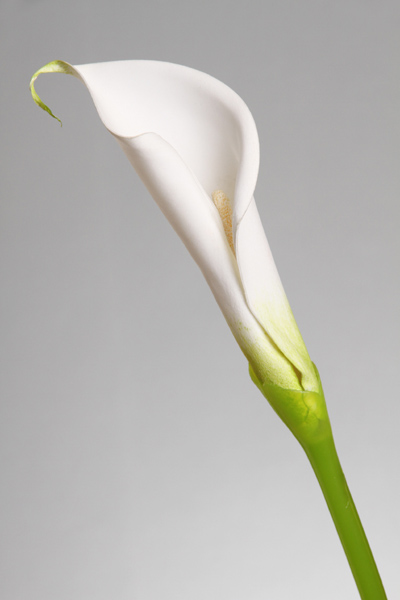 CALLA LILY BUD