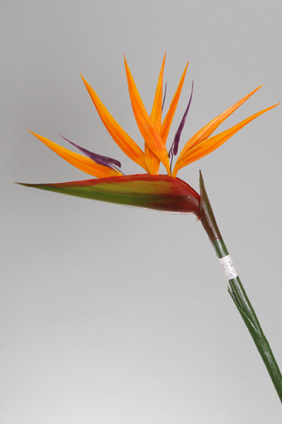 PLASTIC BIRD OF PARADISE STEM