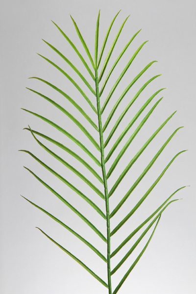 PALM LEAF