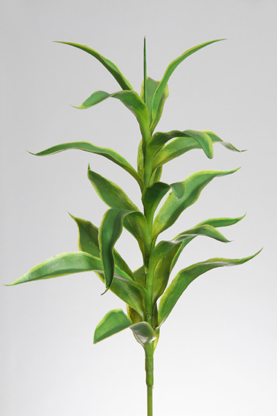 DRACAENA SPRAY