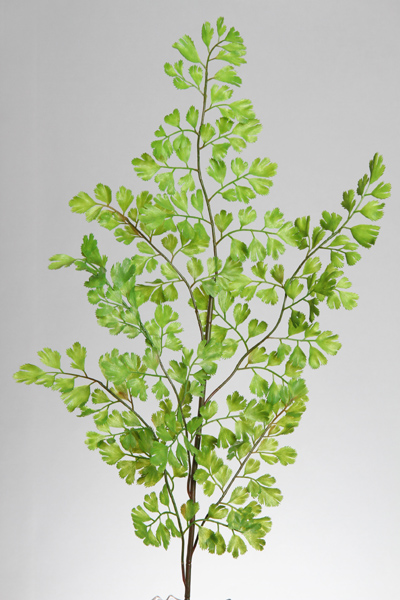 MAIDEN HAIR FERN SPRAY