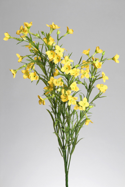 WAX FLOWER SPRAY X 56