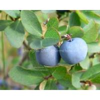 Sell Bilberry extract