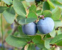 Sell Bilberry extract