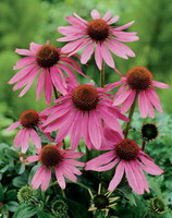 Sell Echinacea Purpurea Extract