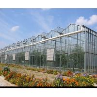 The Glass Greenhouse