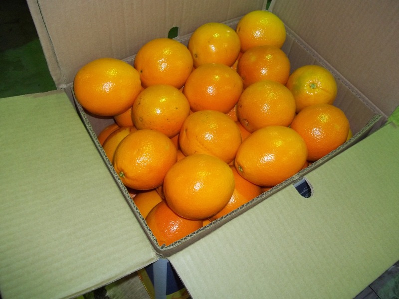 baladi orange