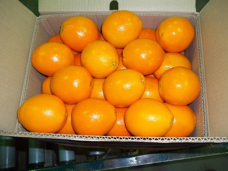 valencia orange