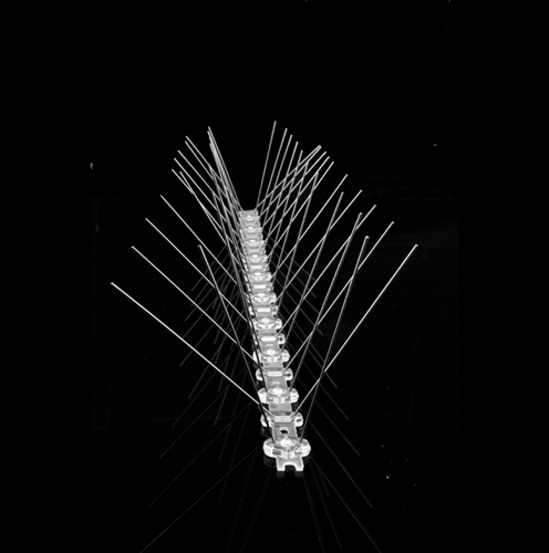 Bird Spike