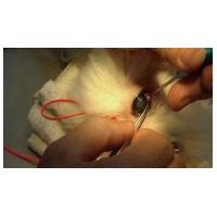 Veterinary Diode Laser Systems