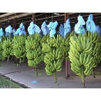 Fresh And Green Cavendish Banana