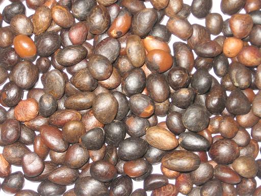 Sell palm kernel nut seed