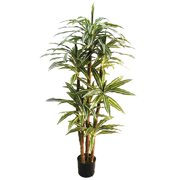 66 inches Dracaena Warneckii w/161 Lvs.on