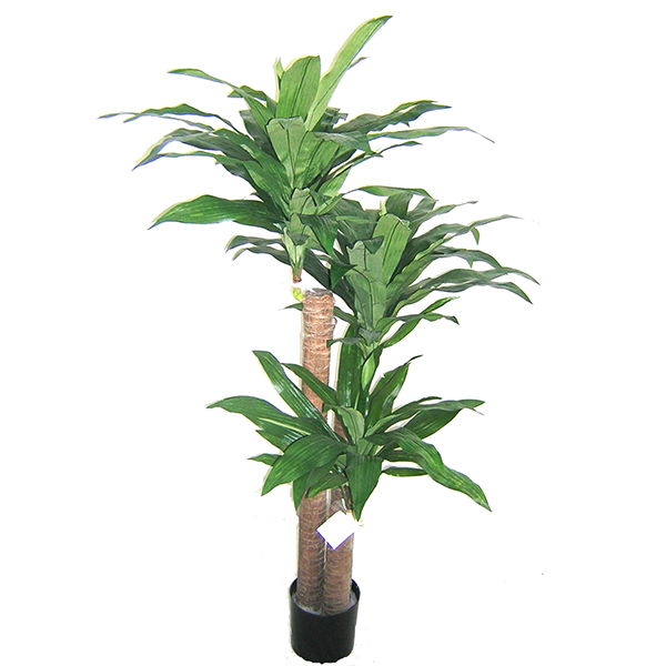 60 inches Janet Craig Plant x 3 w/87 Lvs.